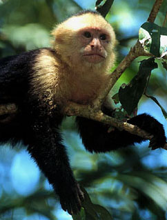 Capuchin