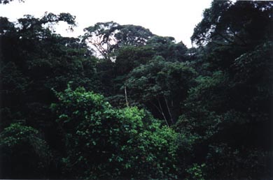 Rain forest Canopy