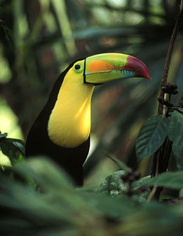 Toucan